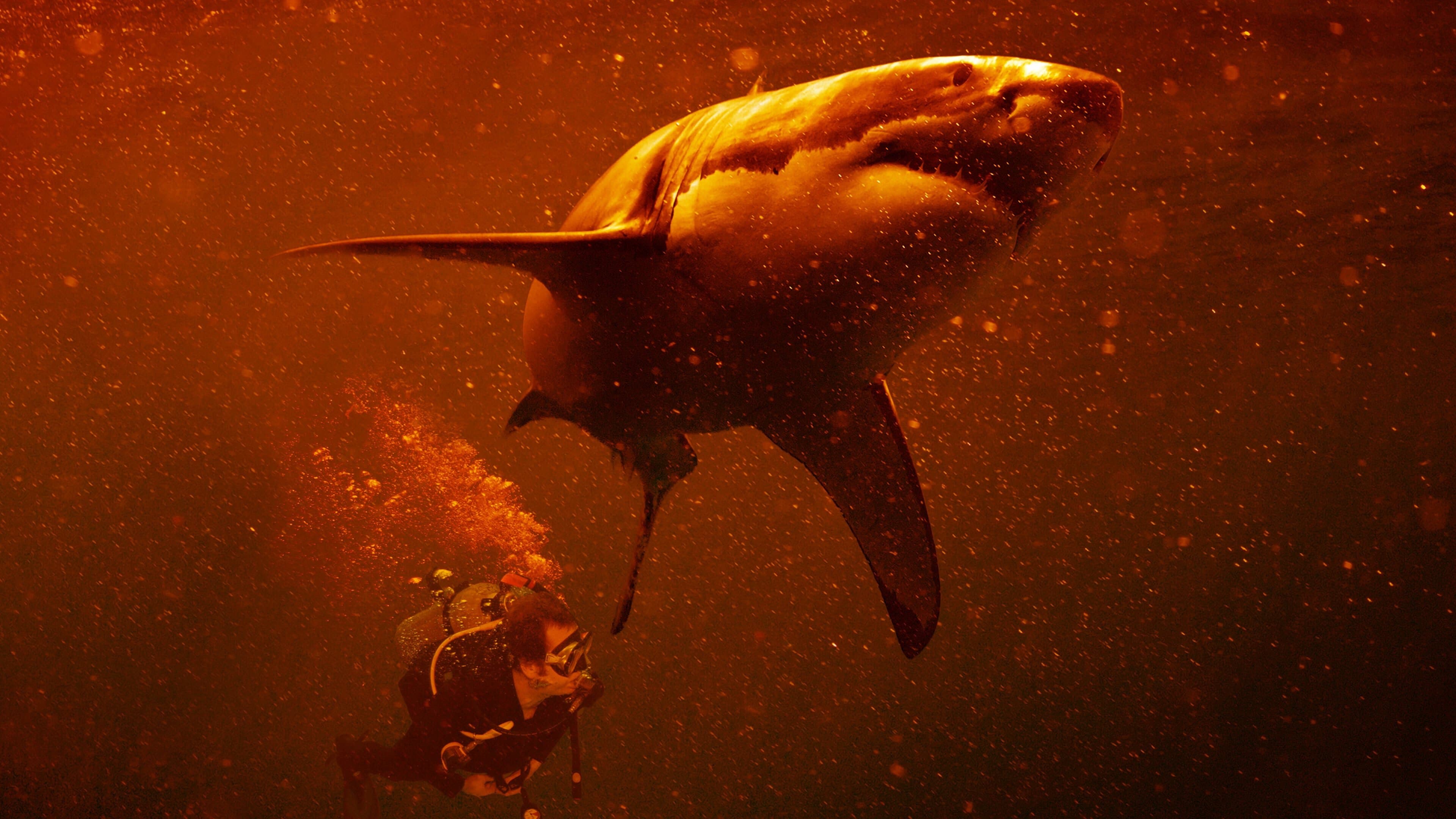 Sharkcano: Hawaii cover