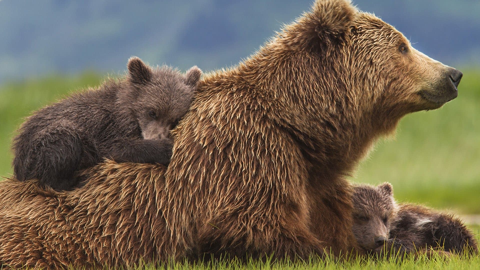 Bears cover