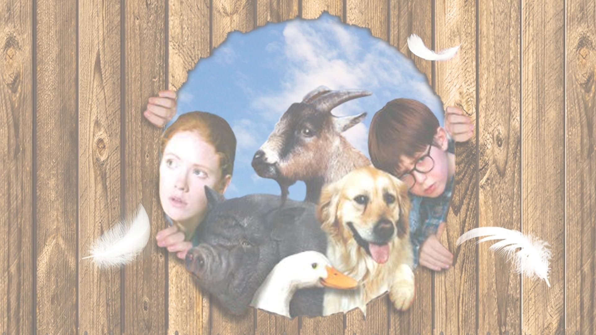 Pets cover