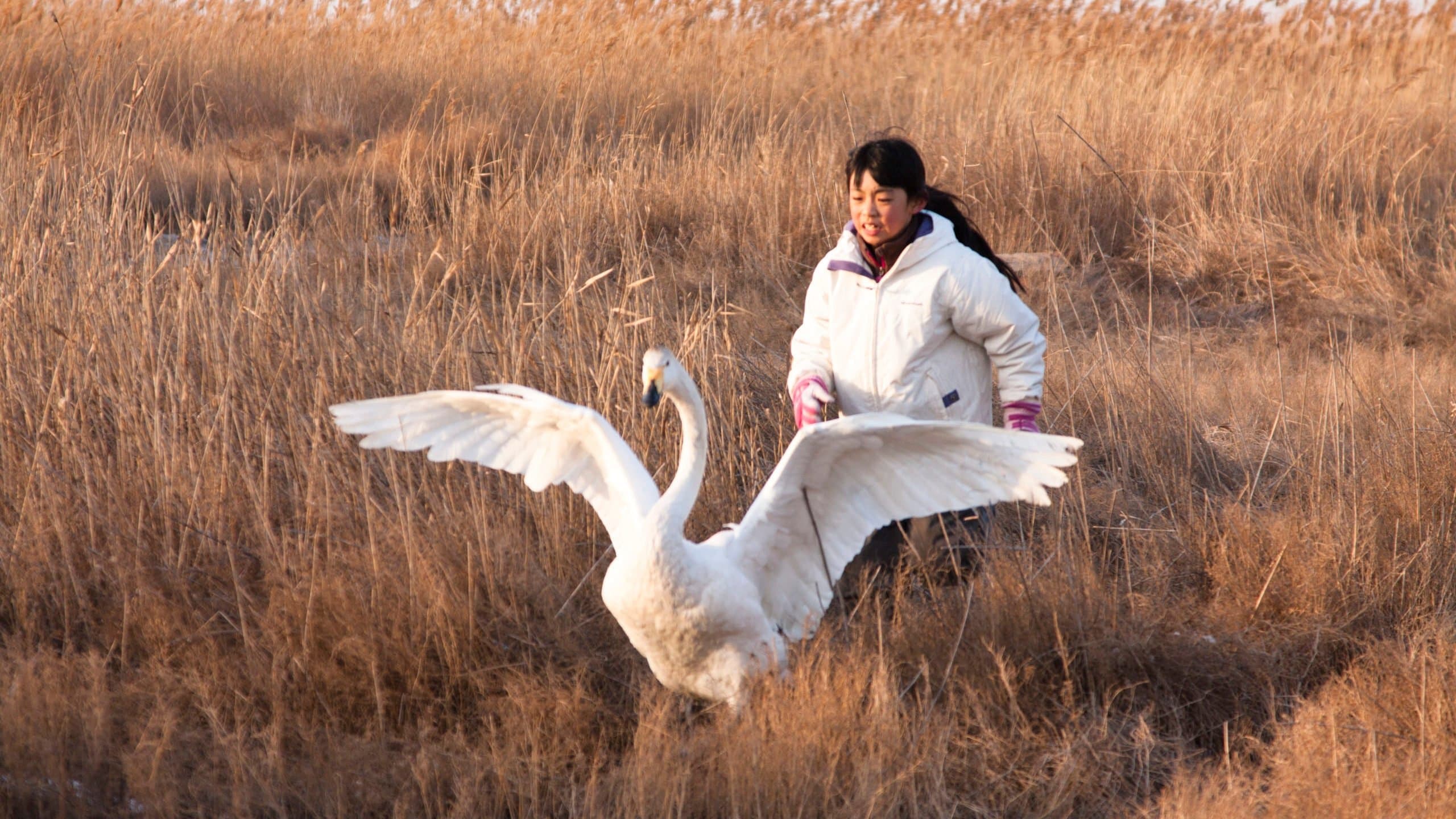I Swan cover