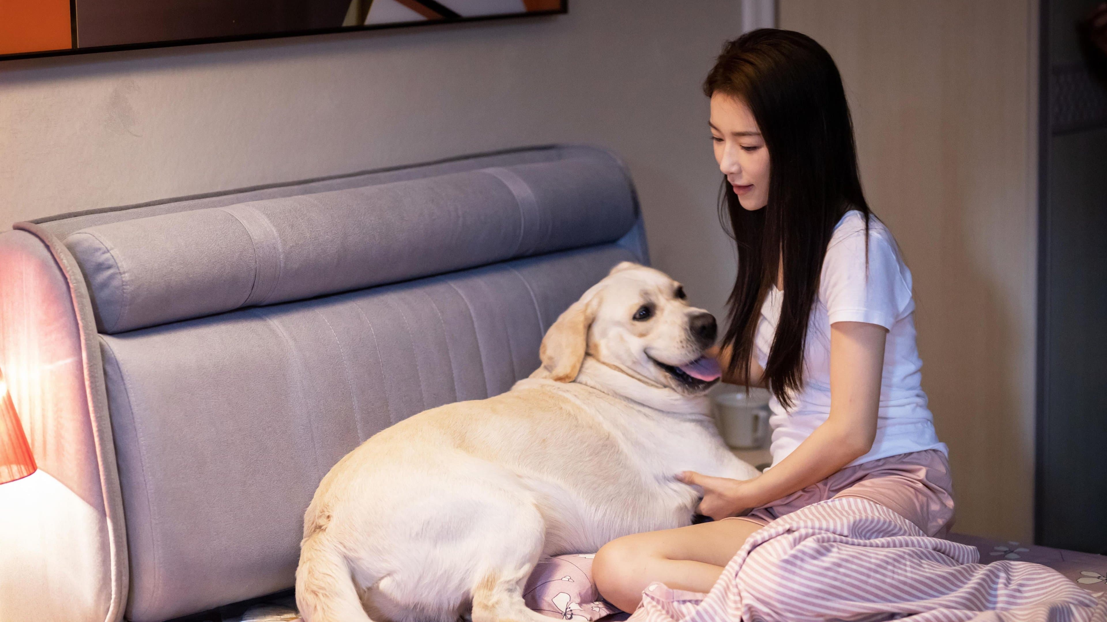 灵犬奇缘 cover
