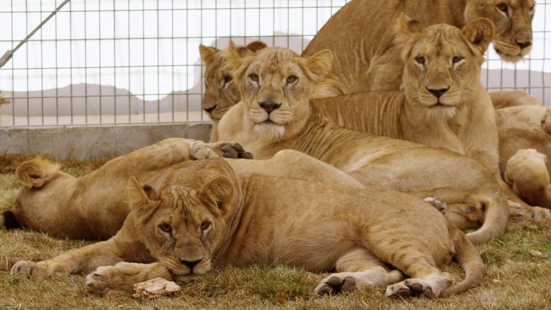 Lion Ark cover