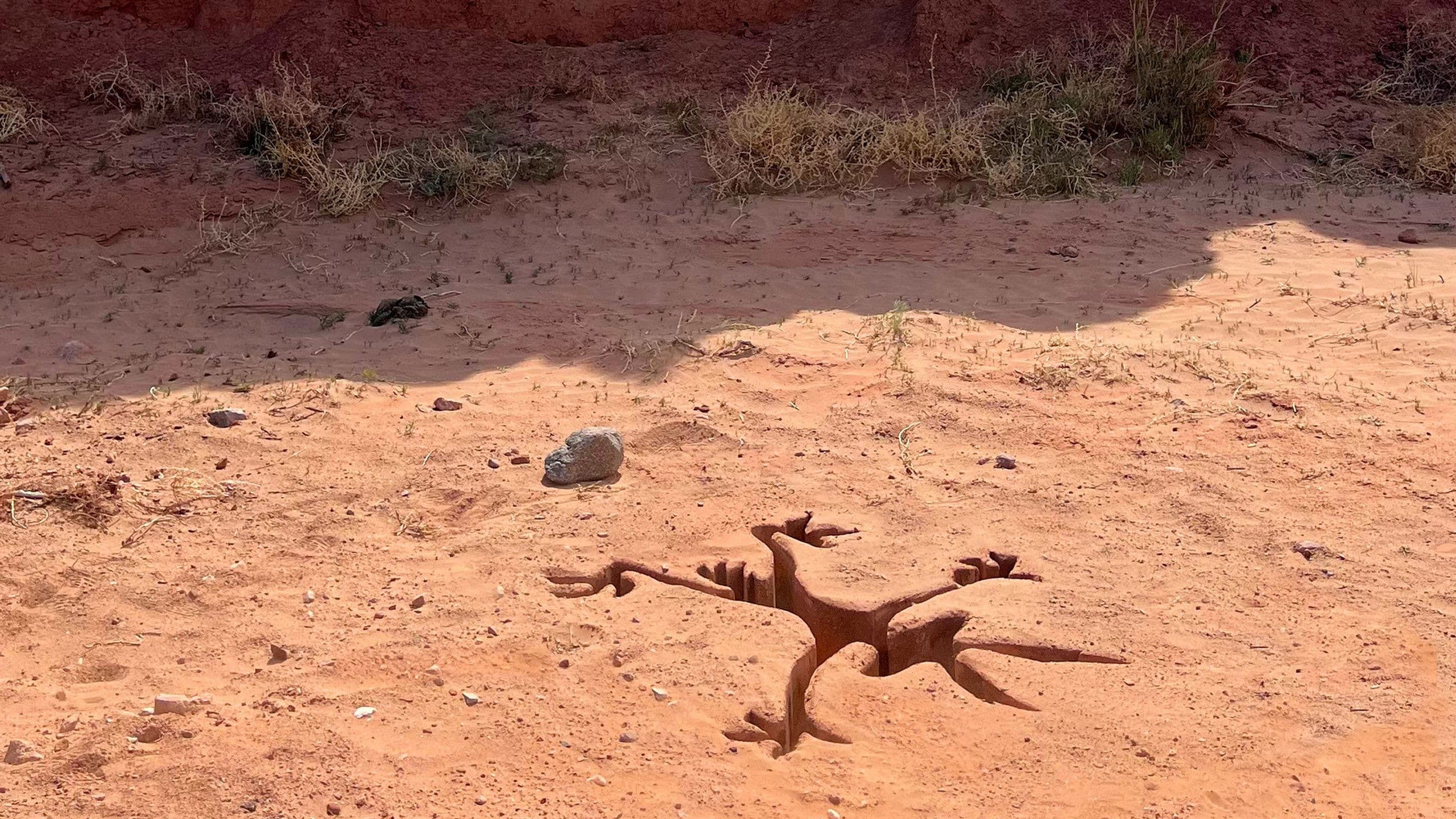 Coyote vs. Acme cover