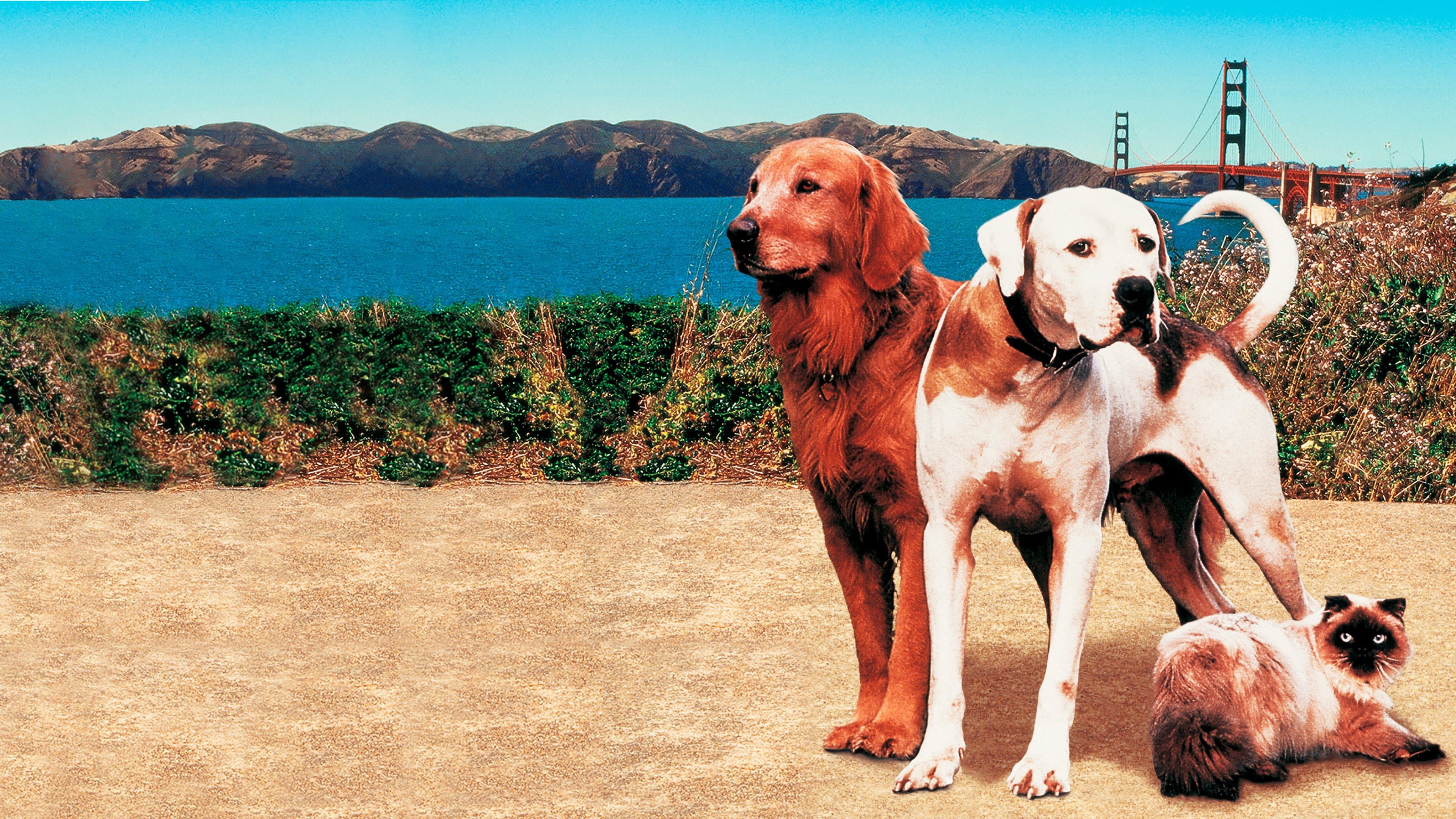 Homeward Bound II: Lost in San Francisco cover