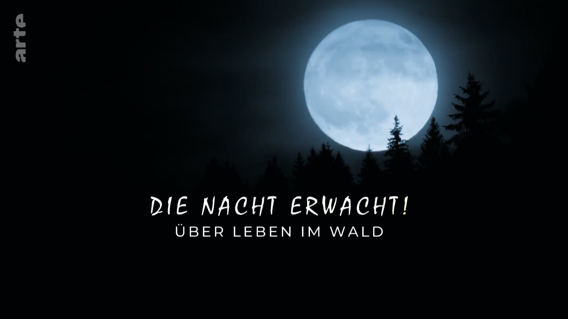 Die Nacht erwacht! Über Leben im Wald cover