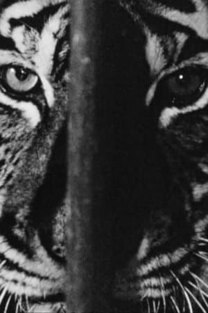 Marguerite Duras in the Lions' Den thumbnail